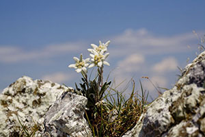 Edelweiss - A flor do amor