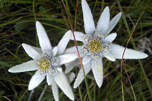 Edelweiss - A flor do amor